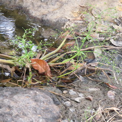 Albidella oligococca