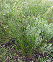 Stipa ucrainica