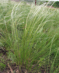 Stipa ucrainica