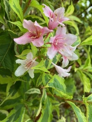 Weigela hortensis