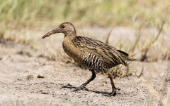 Rallus longirostris