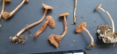 Laccaria laccata