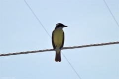 Pitangus sulphuratus