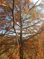 Taxodium distichum