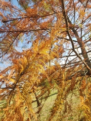 Taxodium distichum