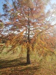 Taxodium distichum