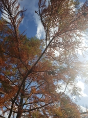 Taxodium distichum