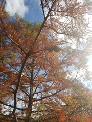 Taxodium distichum