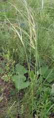 Stipa zalesskyi