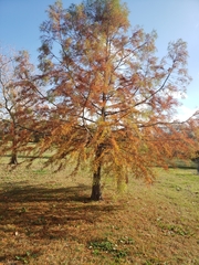 Taxodium distichum