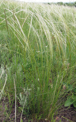 Stipa ucrainica