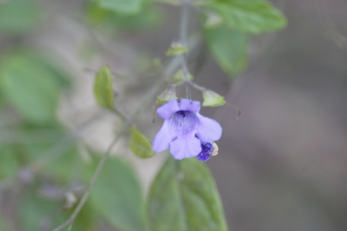 Image of Prostanthera melissifolia by (c) Rod Lowther, some rights reserved (CC BY)