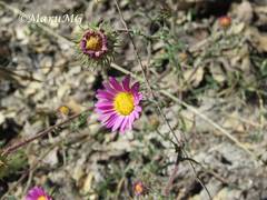 Xanthisma gymnocephalum