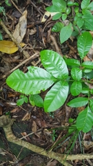 Dysoxylum spectabile