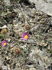 Xanthisma gymnocephalum