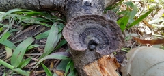 Polyporaceae
