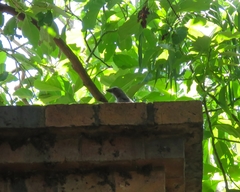 Saltator coerulescens