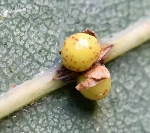 Oyster Gall Wasp
