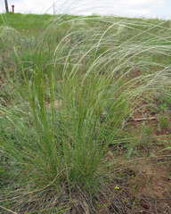 Stipa ucrainica