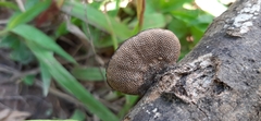 Polyporaceae