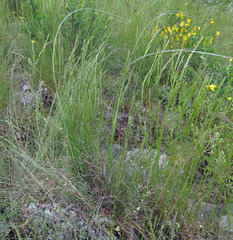 Stipa ucrainica