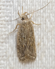 Helcystogramma chambersella