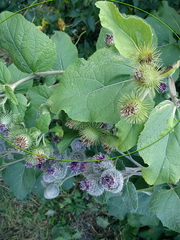 Arctium × nothum