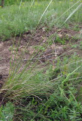 Stipa ucrainica