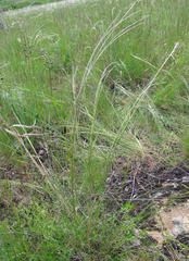 Stipa ucrainica