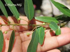 Litsea glaucescens schaffneri