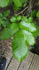 Dysoxylum spectabile