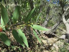 Litsea glaucescens schaffneri