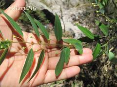 Litsea glaucescens schaffneri