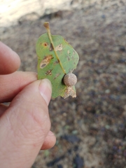 Cynips multipunctata