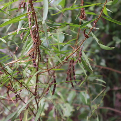Acacia simsii