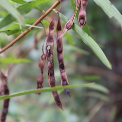 Acacia simsii