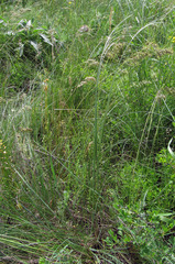 Stipa ucrainica