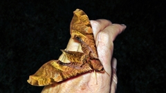 Protambulyx eurycles