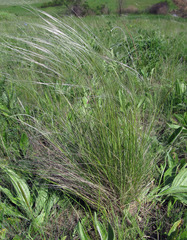 Stipa ucrainica