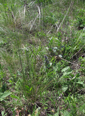 Stipa ucrainica
