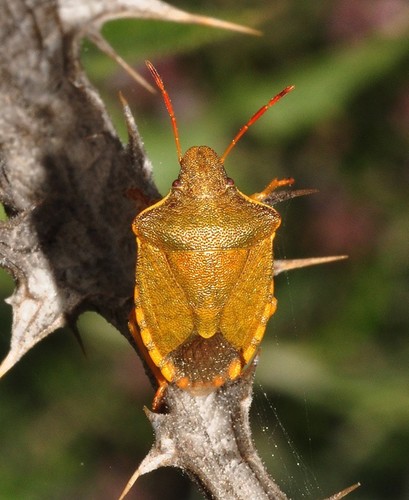 Vernal Shield Bug, photo 3 of 10