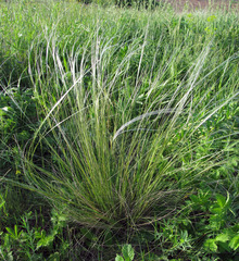 Stipa ucrainica
