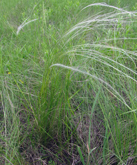 Stipa ucrainica