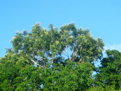 Thouinidium decandrum