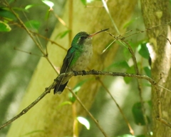 Chlorostilbon lucidus