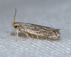 Helcystogramma chambersella