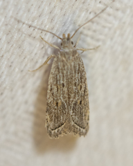 Helcystogramma chambersella