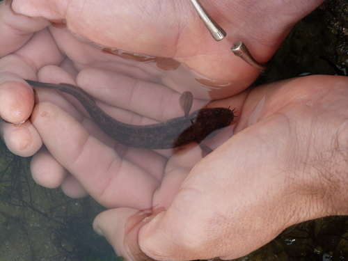 Ciliata mustela