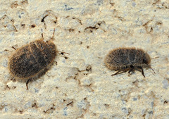 Irochrotus maculiventris