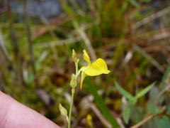 Utricularia juncea